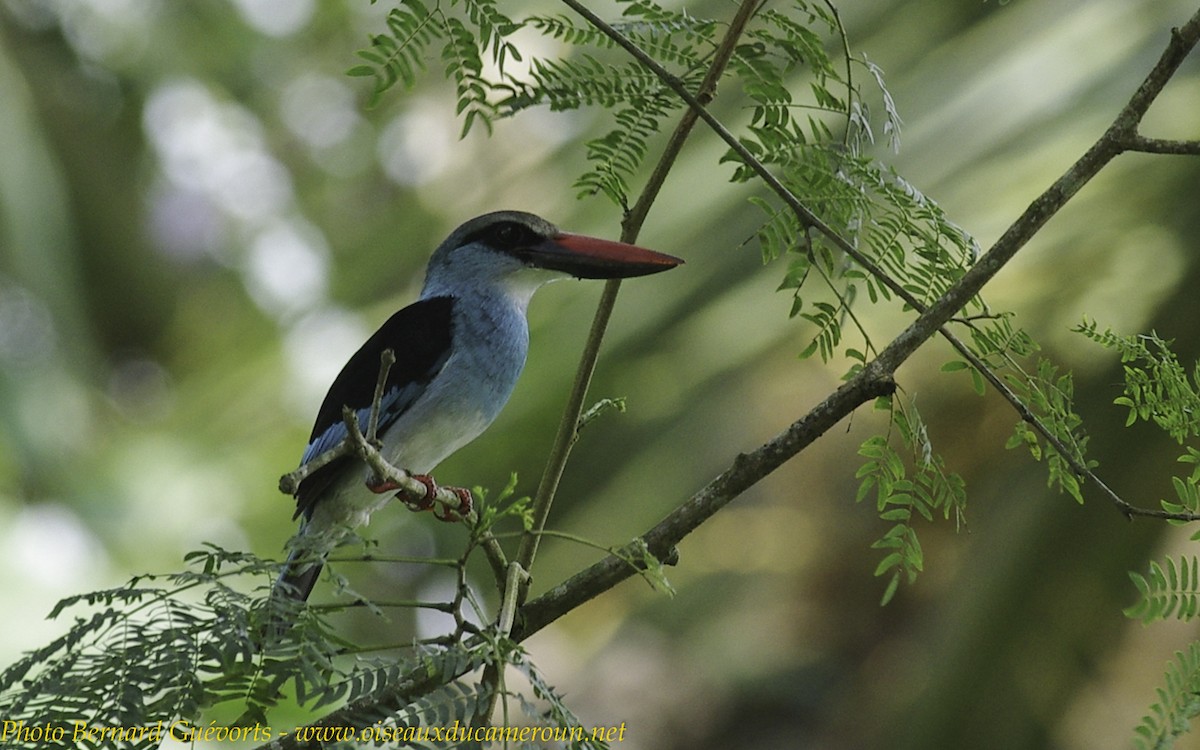 Blue-breasted Kingfisher - ML255846891