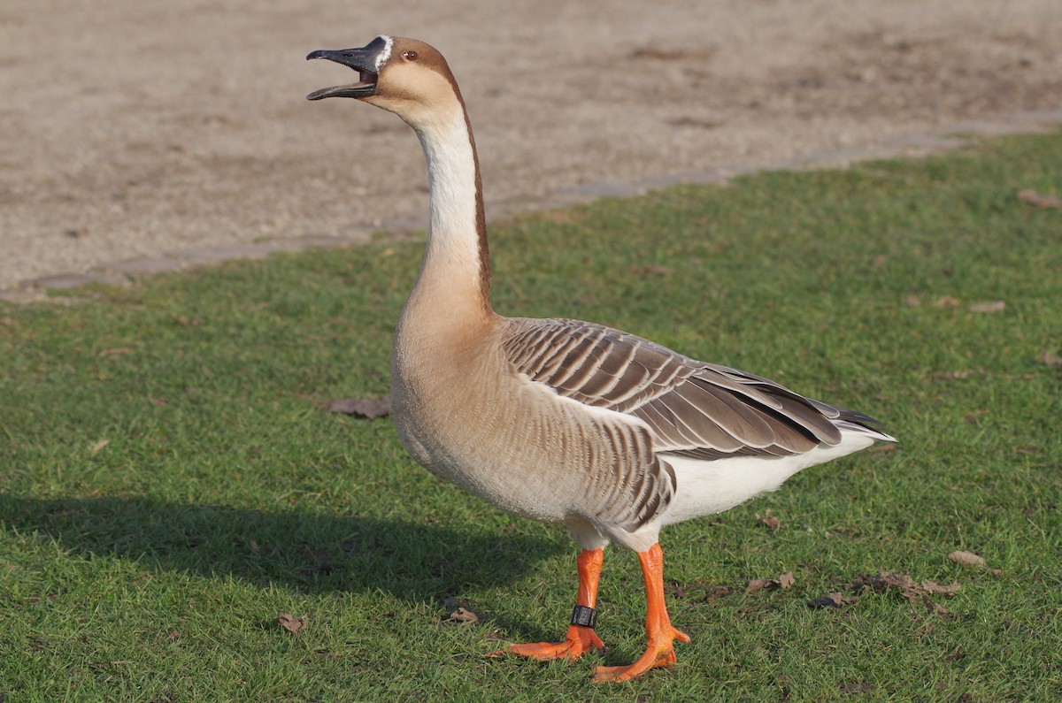 Swan Goose (Domestic type) - ML255847471