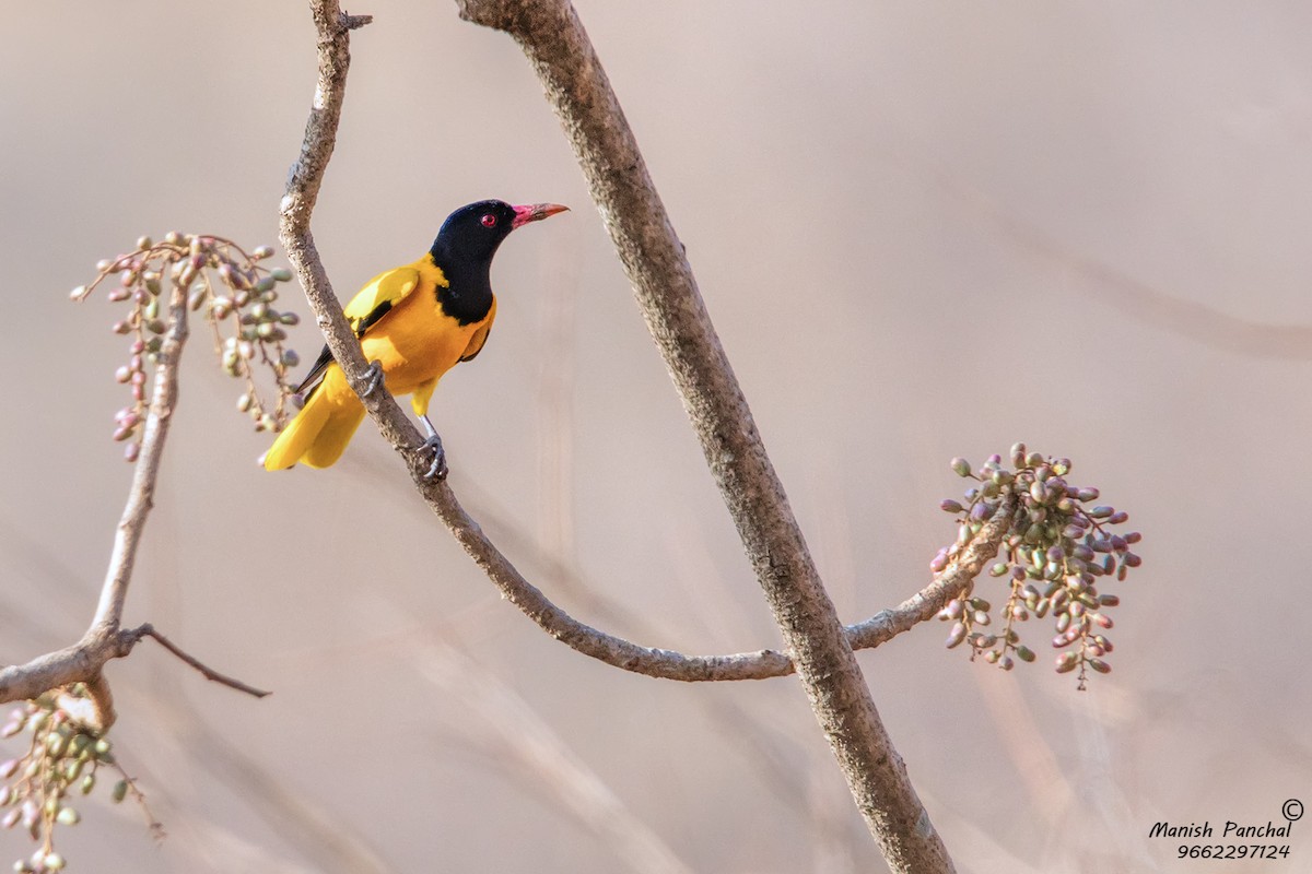Black-hooded Oriole - Manish Panchal