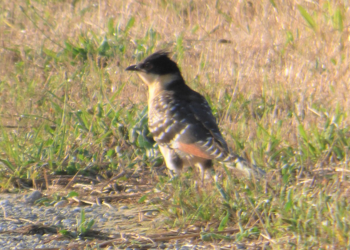 Great Spotted Cuckoo - Patxi Andueza