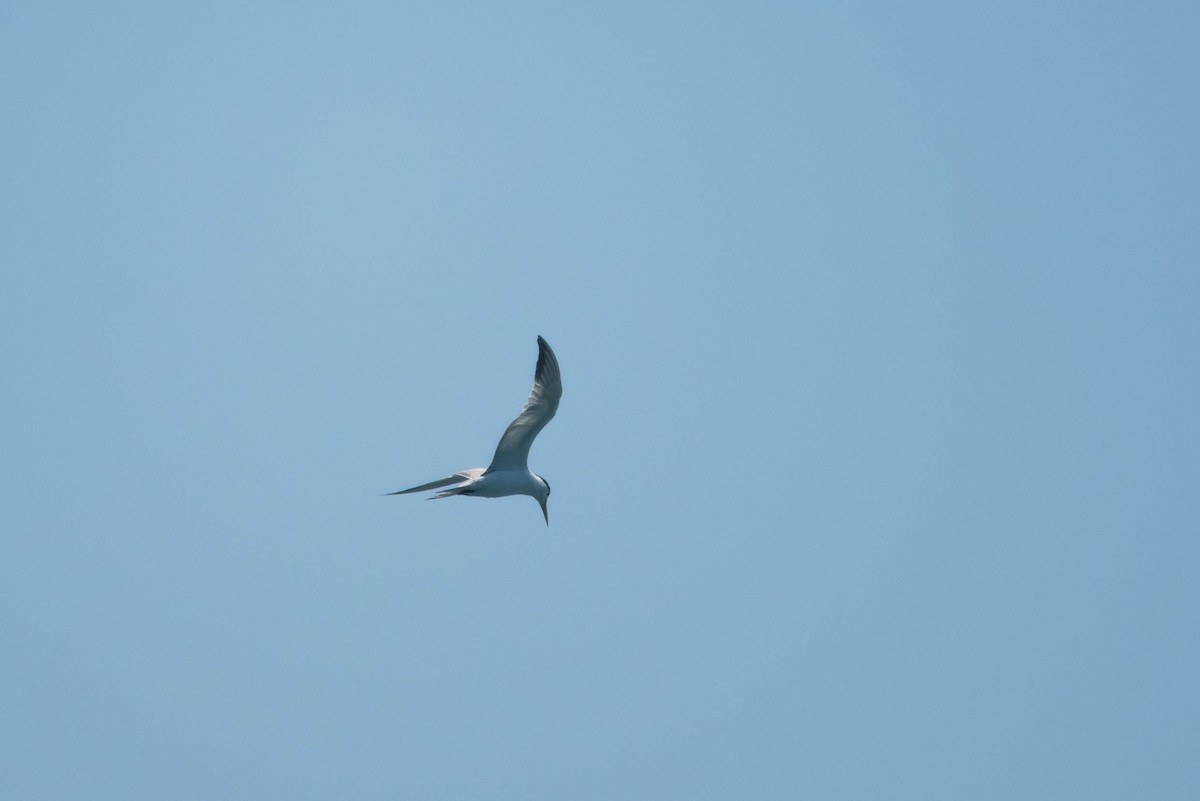Great Crested Tern - ML255855751