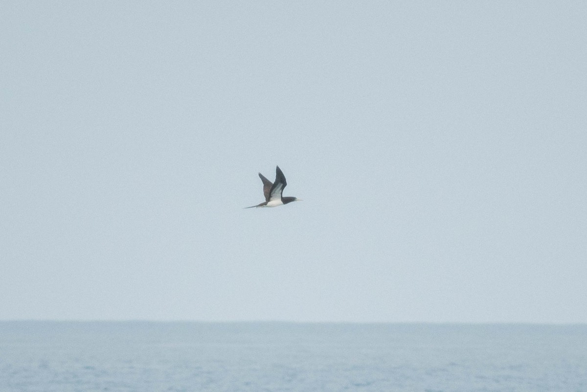 Brown Booby - ML255855881