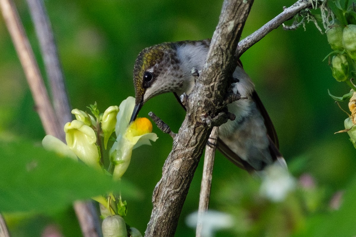 Ruby-throated Hummingbird - ML255855931