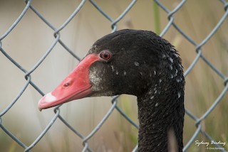 Black Swan, ML255856491