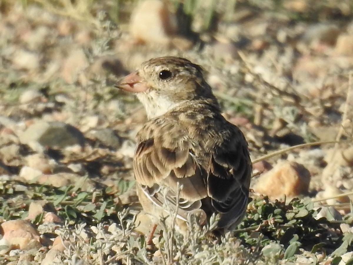 Thick-billed Longspur - ML255866861