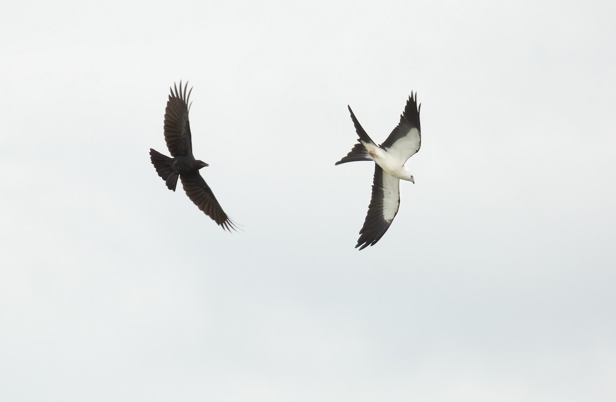 Swallow-tailed Kite - ML255869021