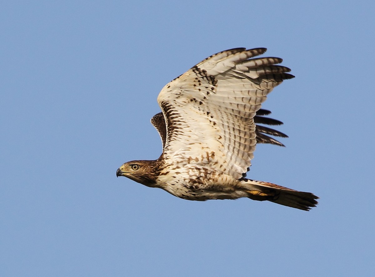 Red-tailed Hawk - ML255870361