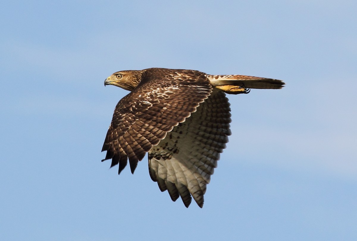 Red-tailed Hawk - ML255870371