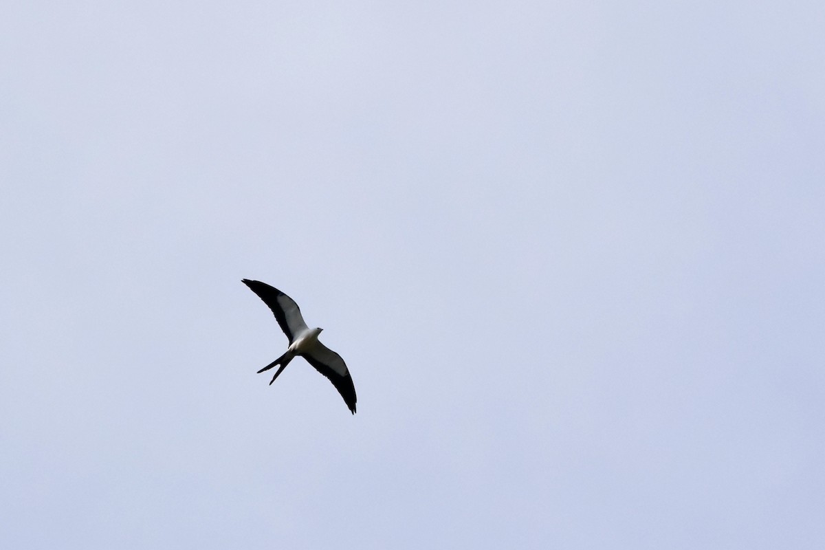 Swallow-tailed Kite - ML255871441