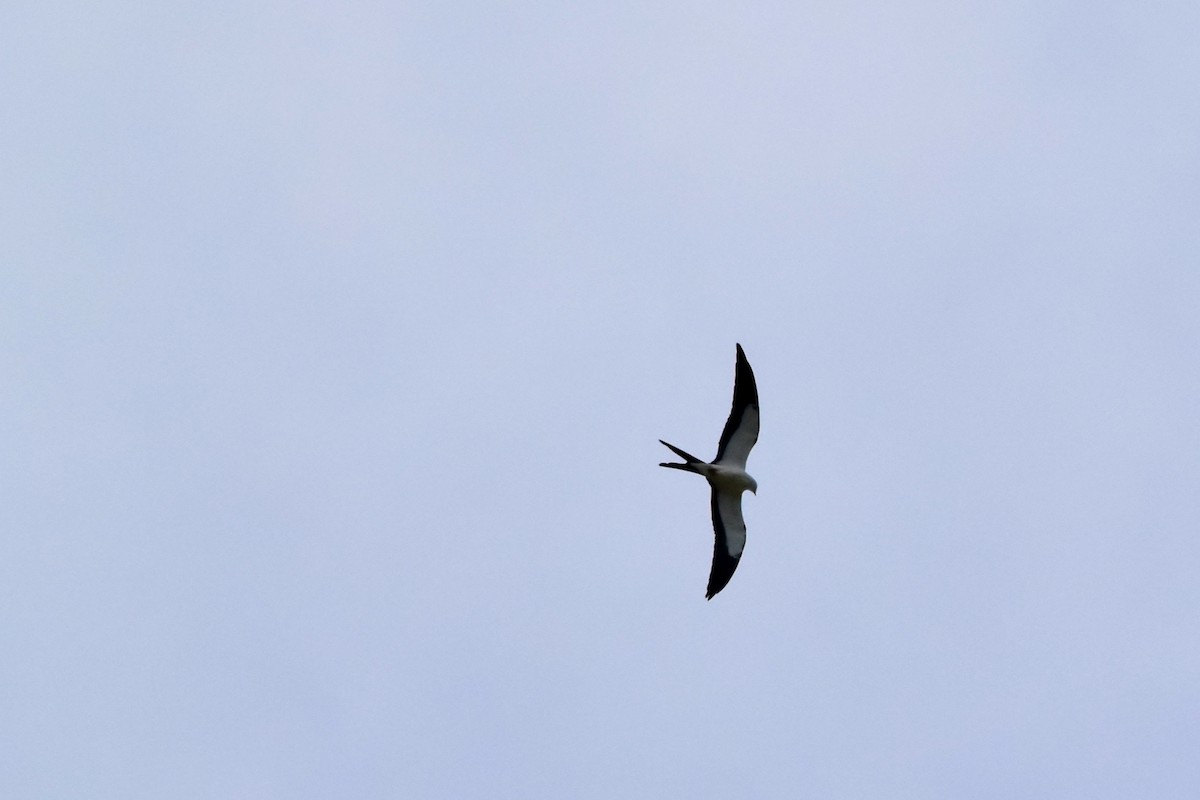 Swallow-tailed Kite - ML255871501