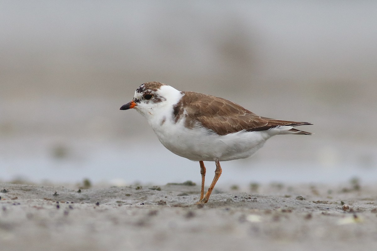 Semipalmated Plover - Nick Tepper