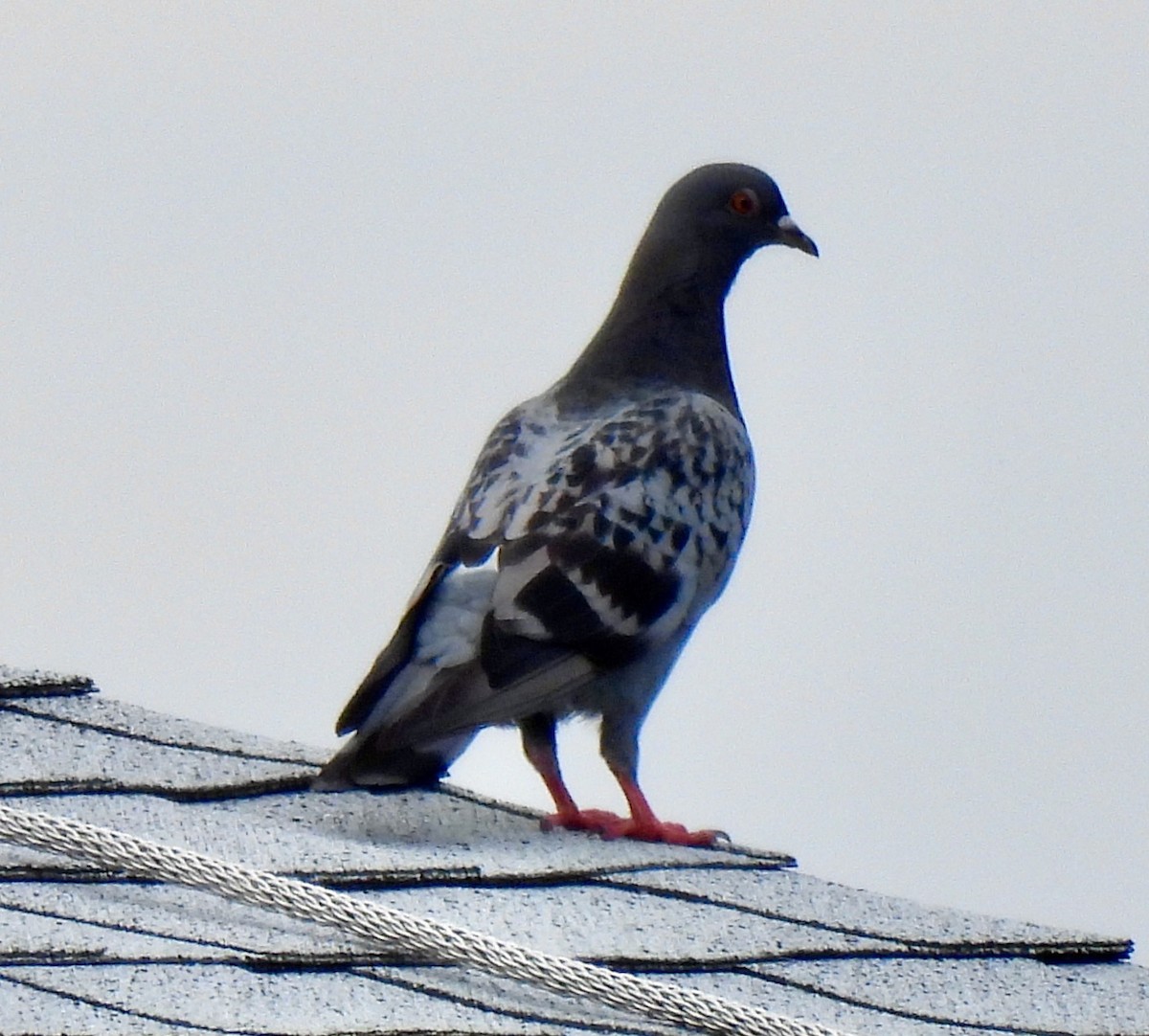 Rock Pigeon (Feral Pigeon) - ML255878121