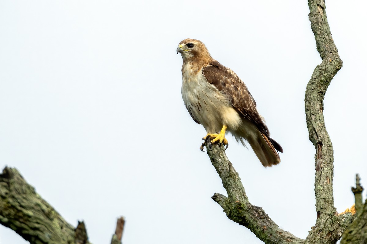 Red-tailed Hawk - ML255878531