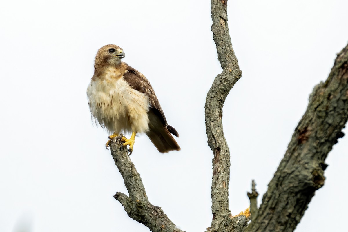 Red-tailed Hawk - ML255878541