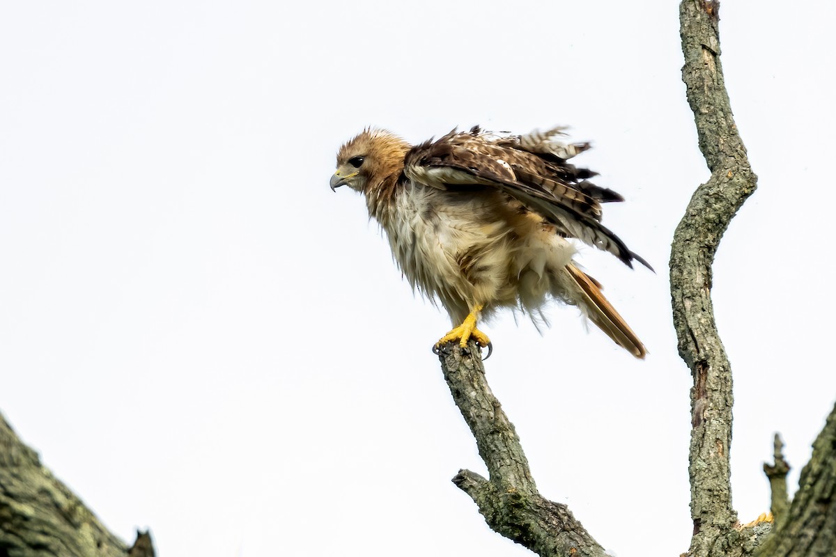 Red-tailed Hawk - ML255878581