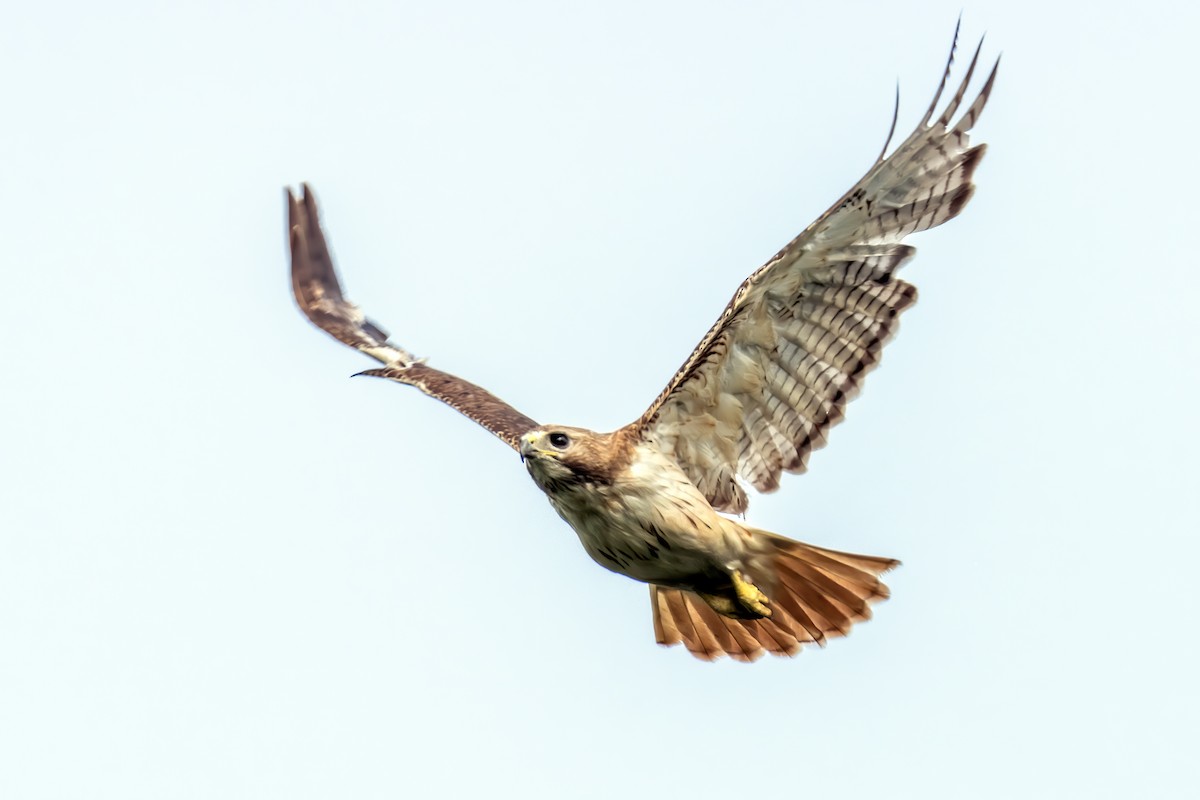 Red-tailed Hawk - ML255878601