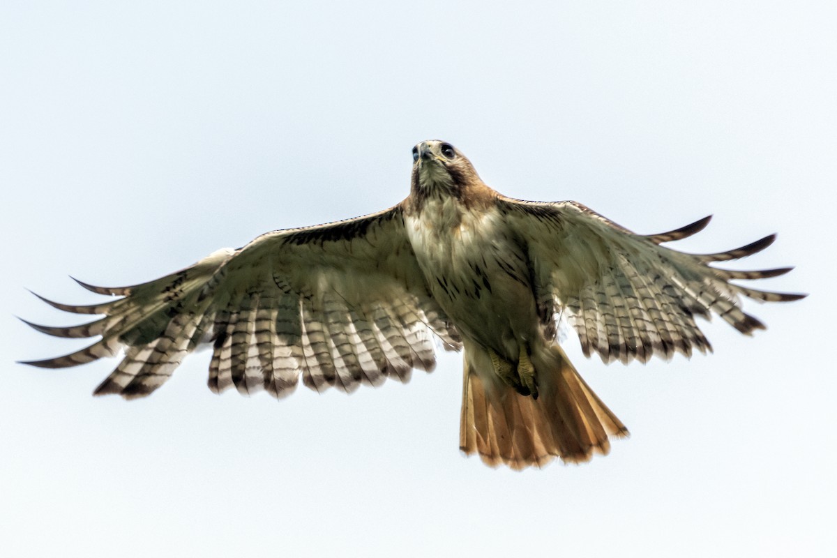 Red-tailed Hawk - ML255878611