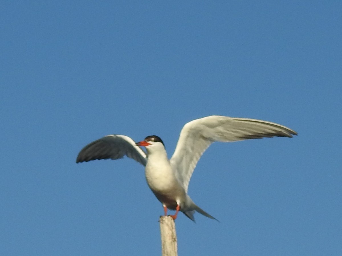 Common Tern - ML255879241