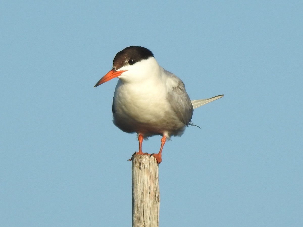 Common Tern - ML255879251