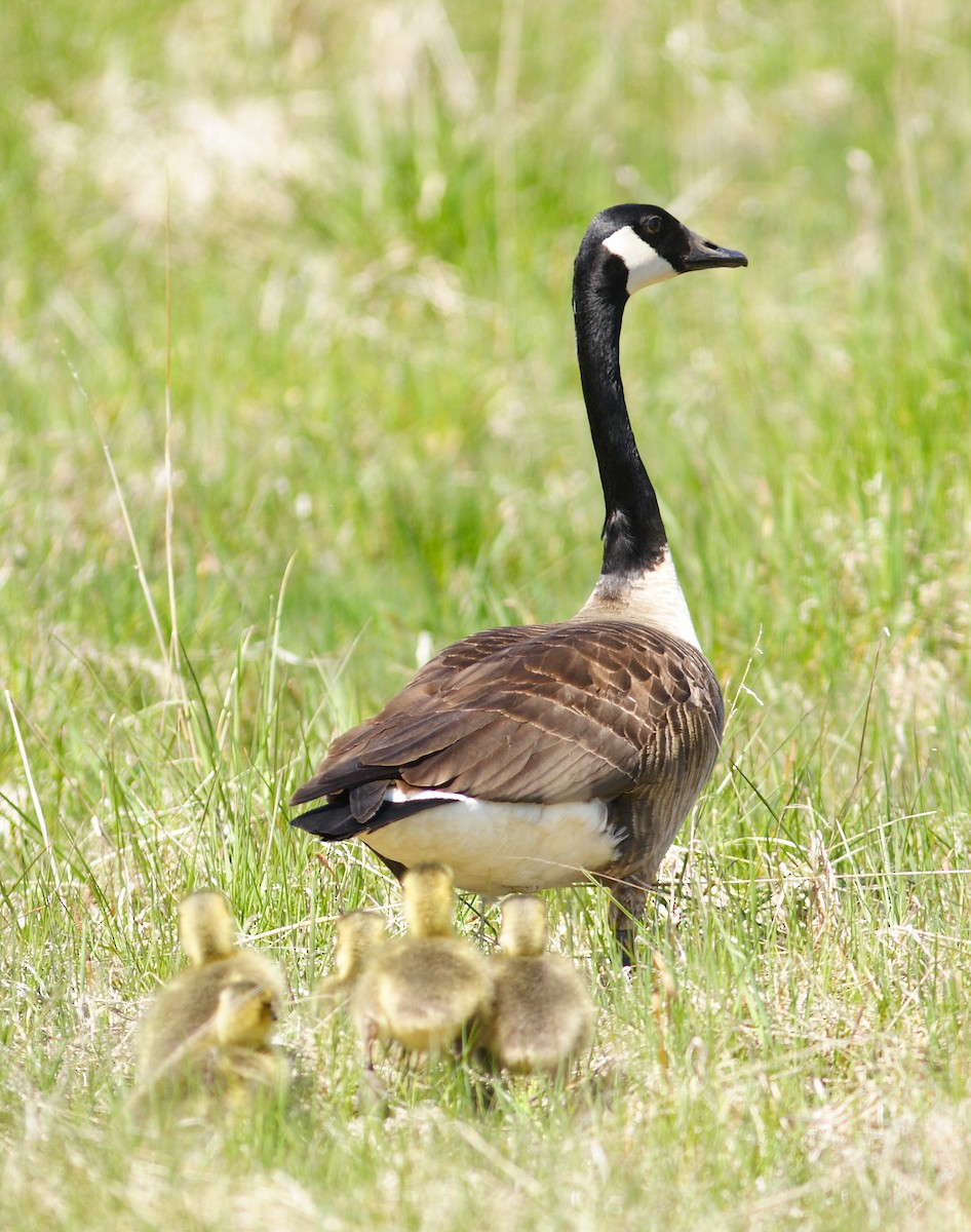 Canada Goose - ML255879921