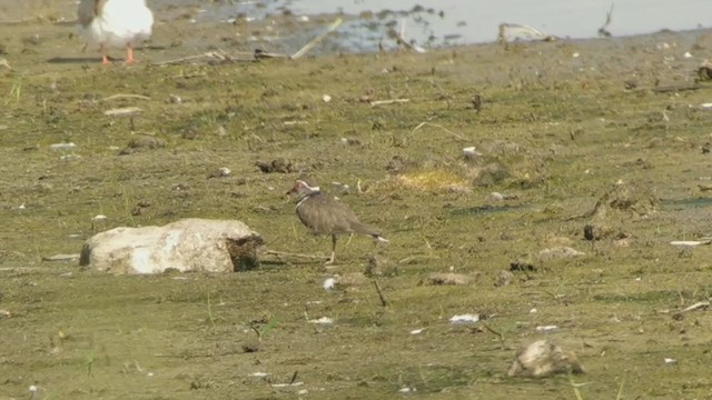 Three-banded Plover - ML255881321