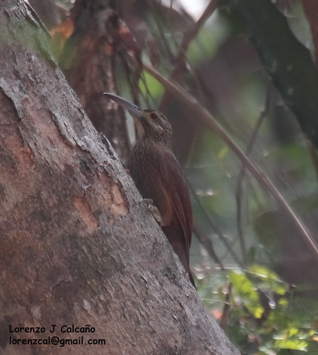 Strong-billed Woodcreeper - ML255884171