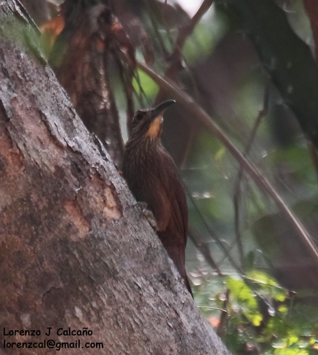 Strong-billed Woodcreeper - ML255884201