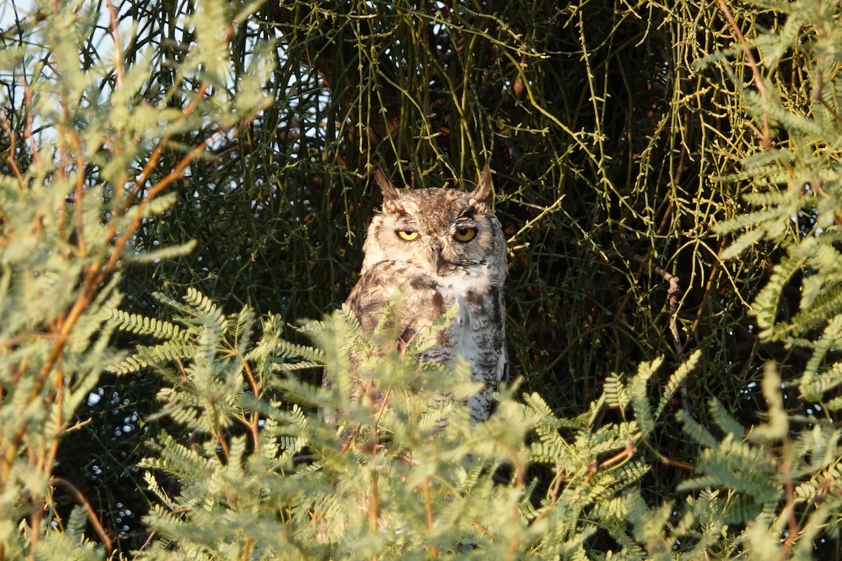 Great Horned Owl - ML255884241
