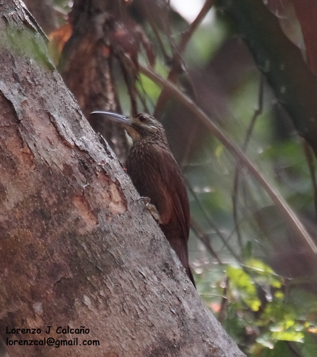 Strong-billed Woodcreeper - ML255884311