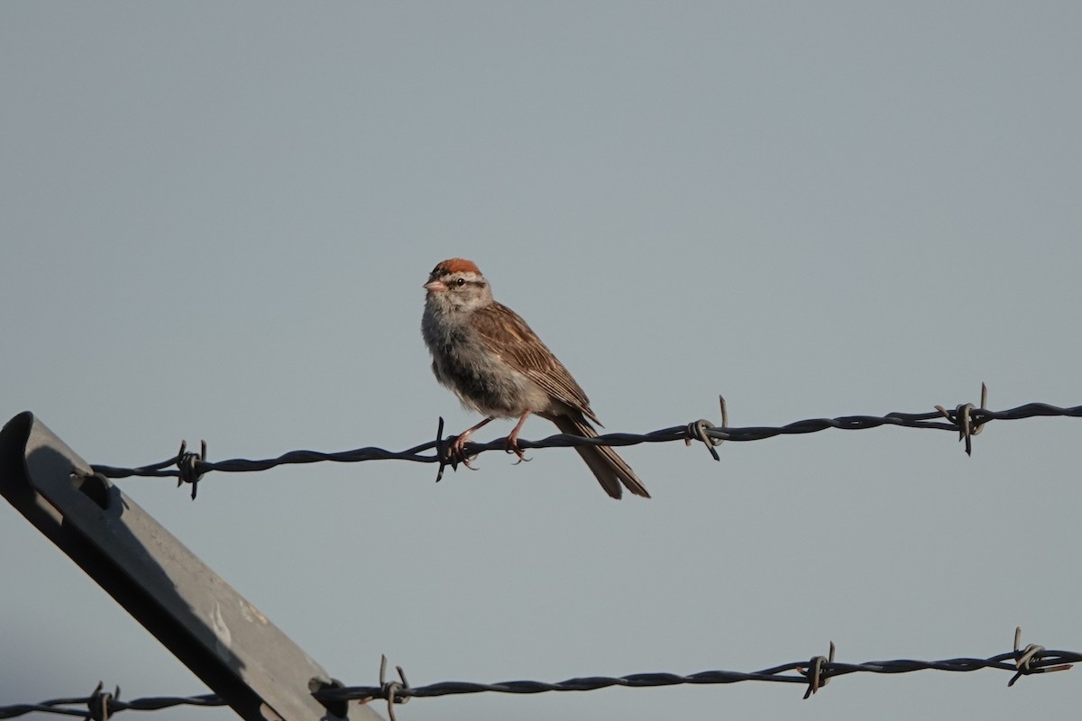 Chipping Sparrow - Scott Crabtree
