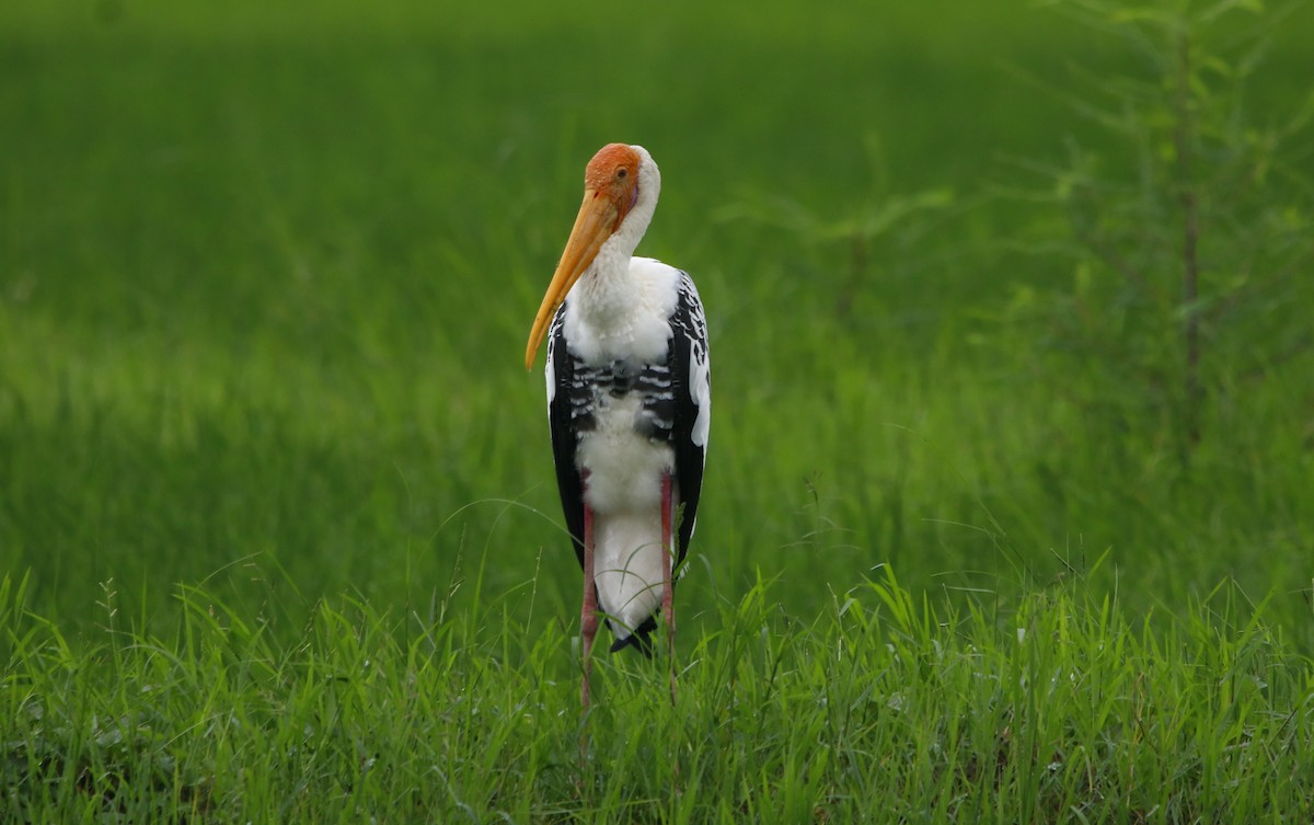 Painted Stork - Bhaarat Vyas