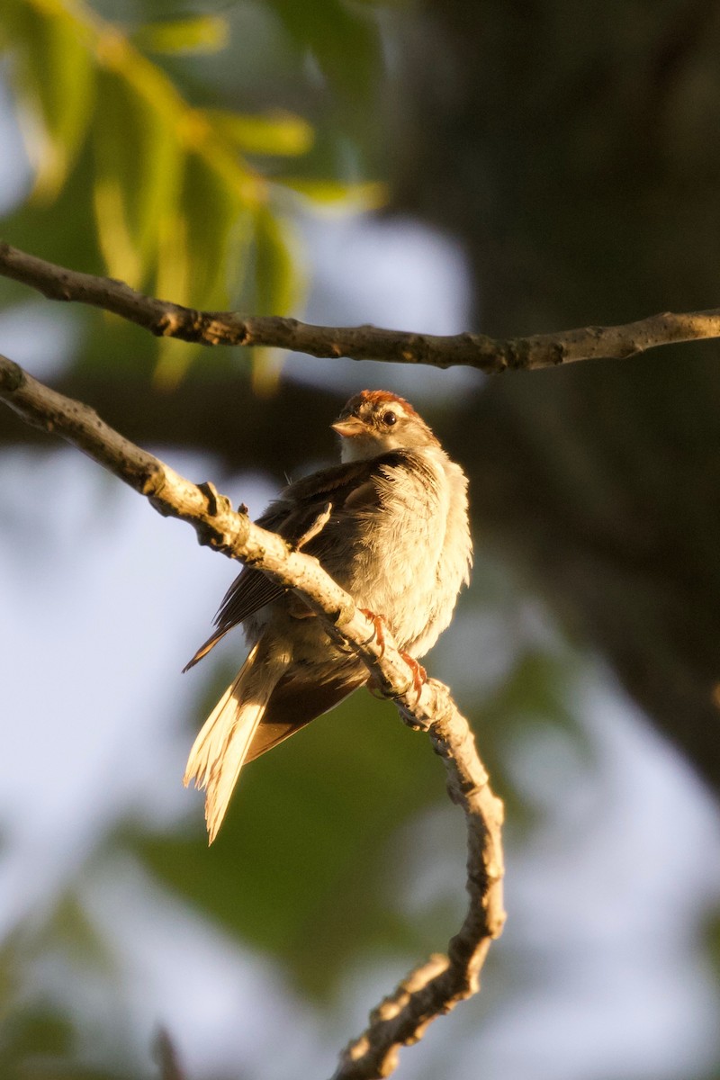 Chipping Sparrow - ML255891931
