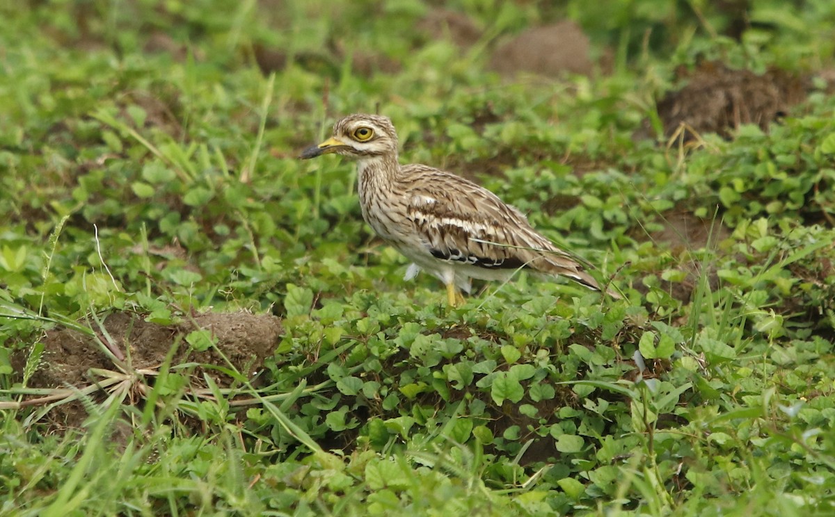 Indian Thick-knee - ML255894391