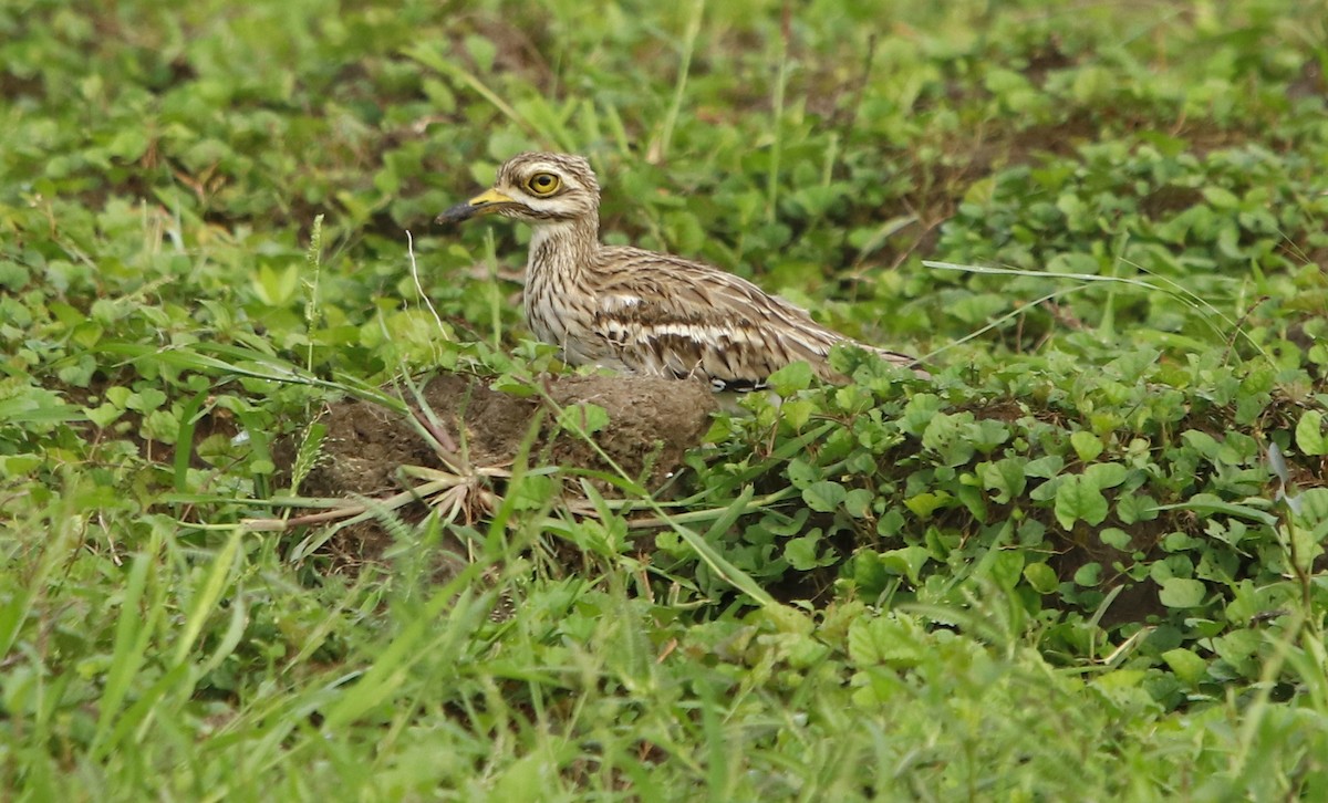 Indian Thick-knee - ML255894591
