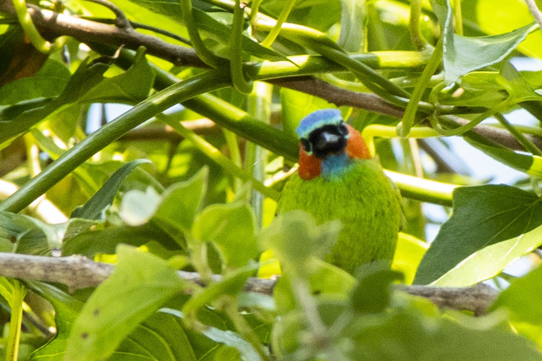 Red-necked Tanager - ML255895801