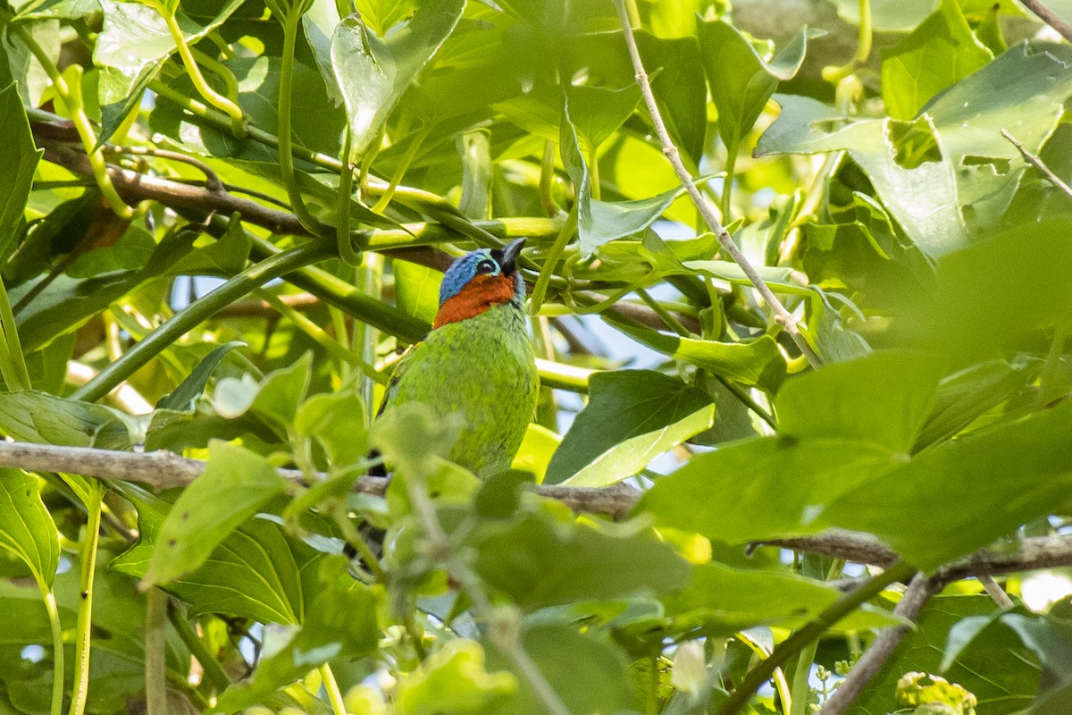 Red-necked Tanager - ML255896041