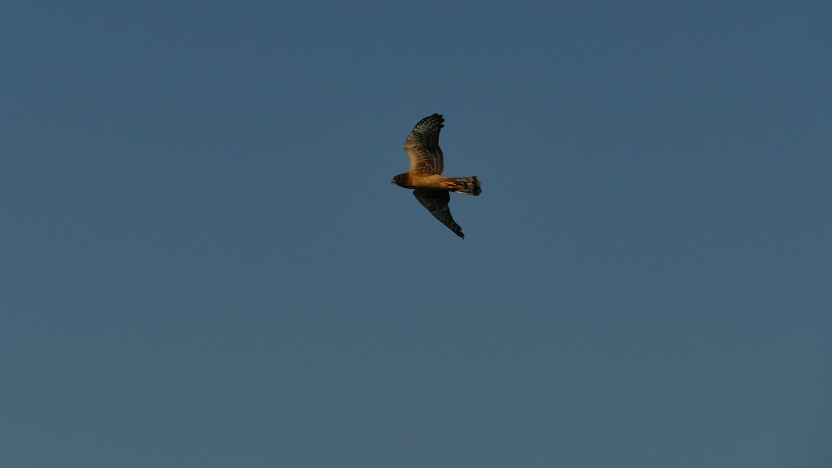 Northern Harrier - Avery Fish