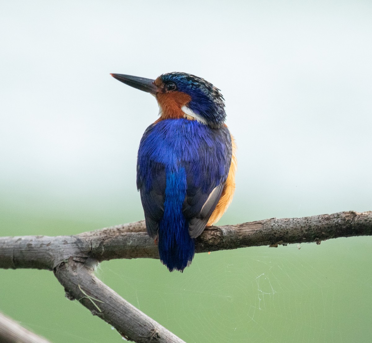 Malagasy Kingfisher - ML255897471