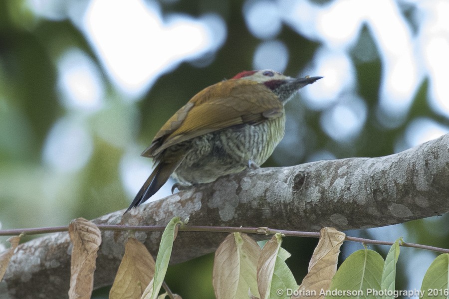 Golden-olive Woodpecker - Dorian Anderson