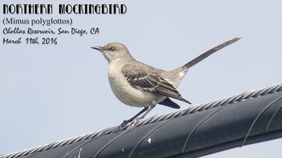 Northern Mockingbird - Peter Nguyen