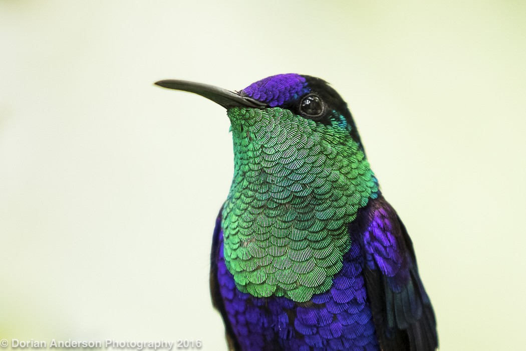 kolibřík vidloocasý - ML25589911