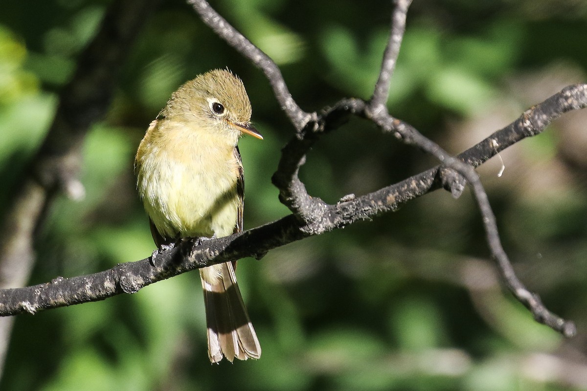 Western Flycatcher (Pacific-slope) - Ethan Denton