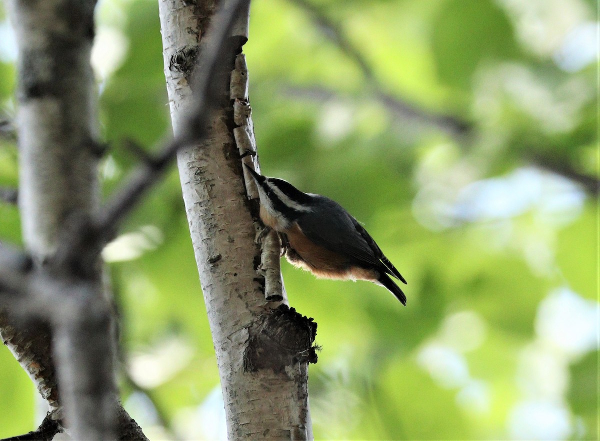 Red-breasted Nuthatch - ML255902471