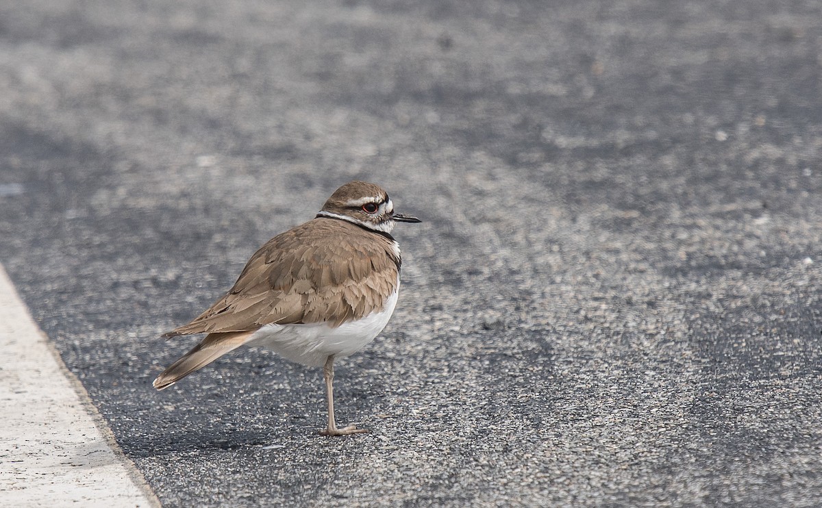 Killdeer - Kevin Couture