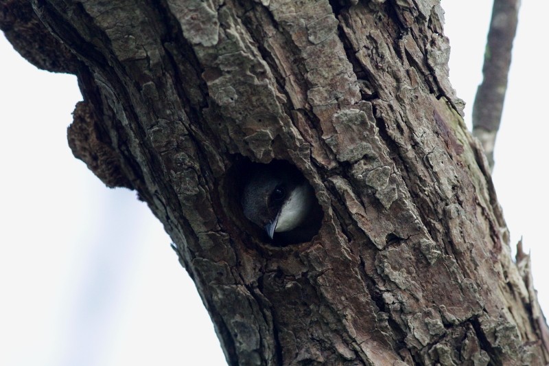 Tree Swallow - ML255908501