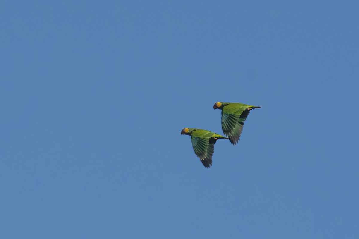 Yellow-faced Parrot - ML255912011