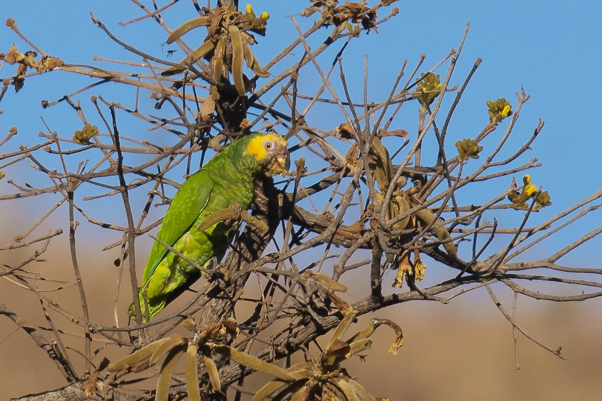 Yellow-faced Parrot - ML255912111