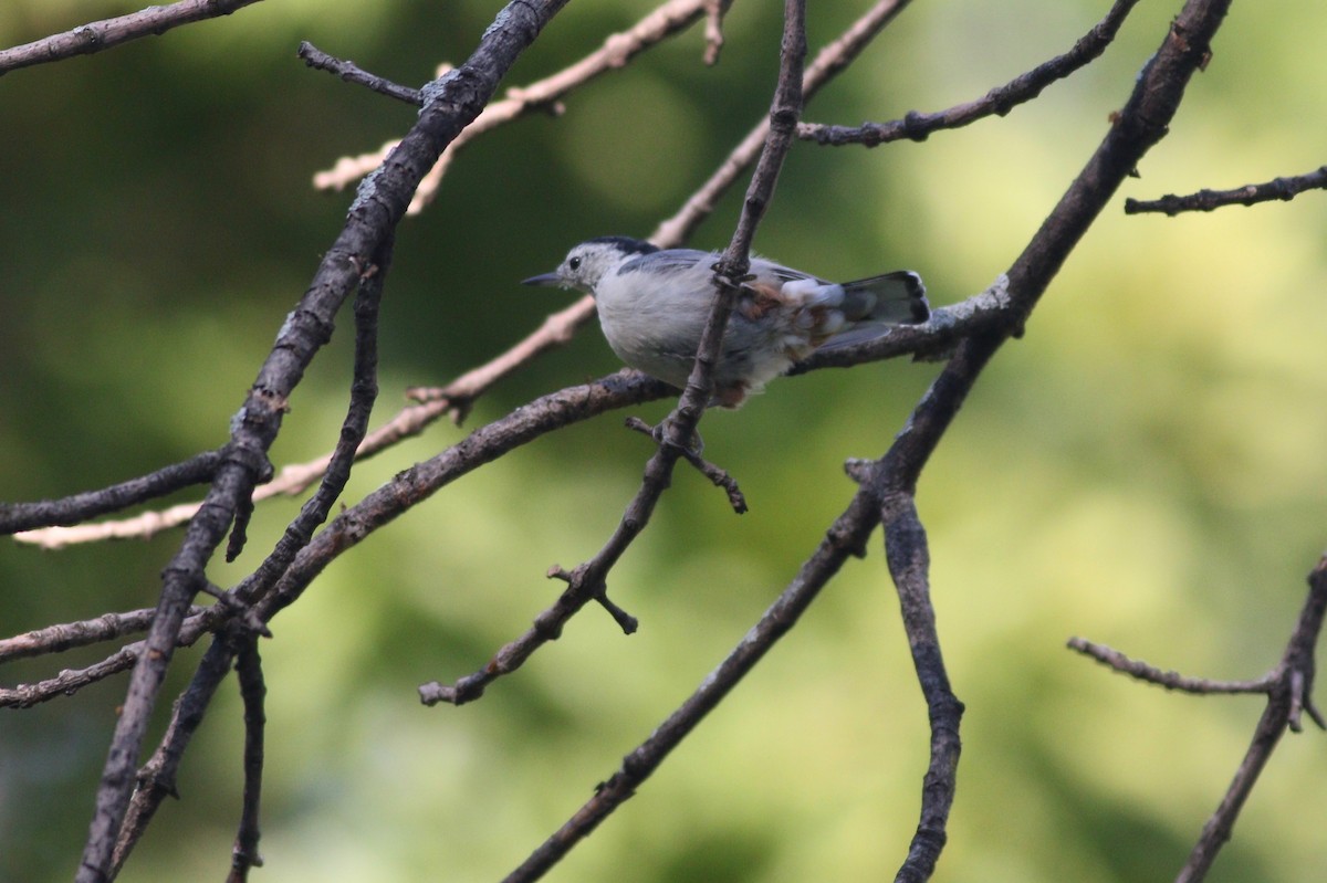 White-breasted Nuthatch - ML255916631