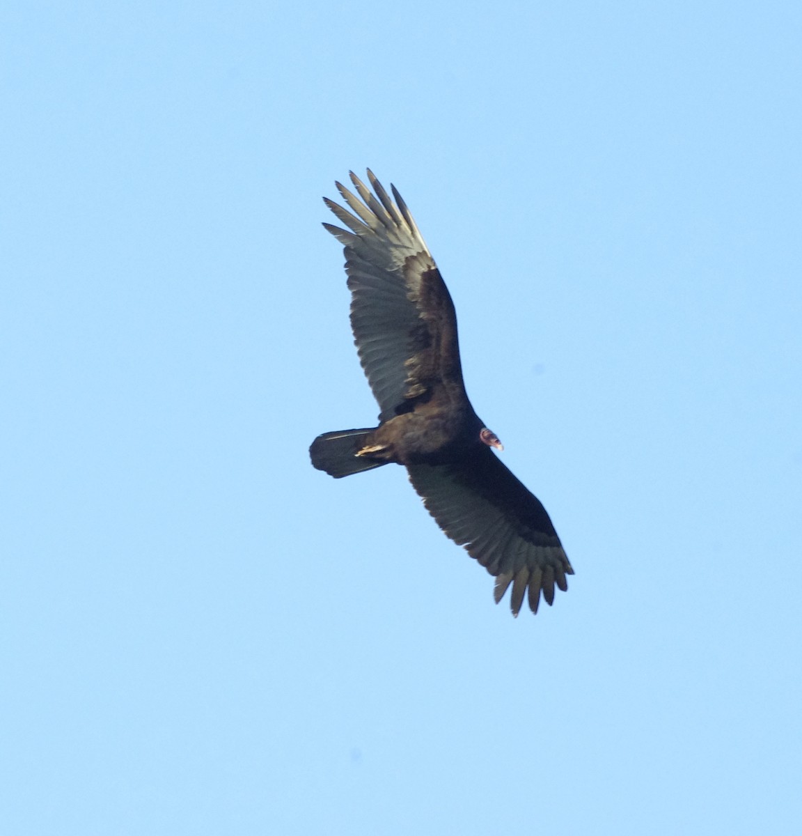 Turkey Vulture - ML255916961