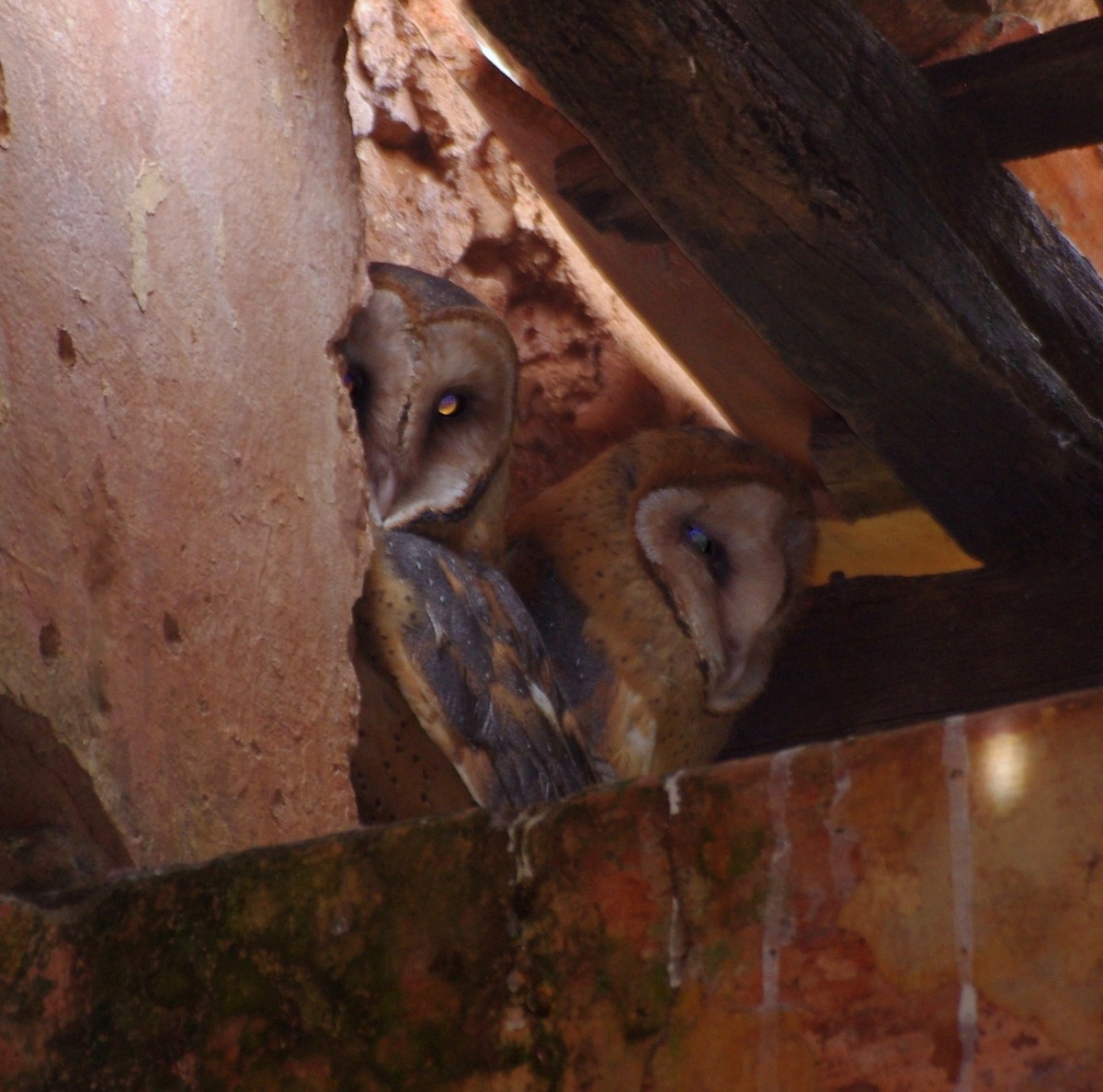 Barn Owl - Gisele Schoene